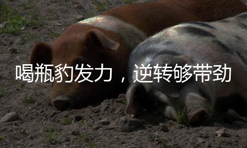喝瓶豹发力，逆转够带劲！福建盼盼豹发力用能量兑现CBA季后赛门票